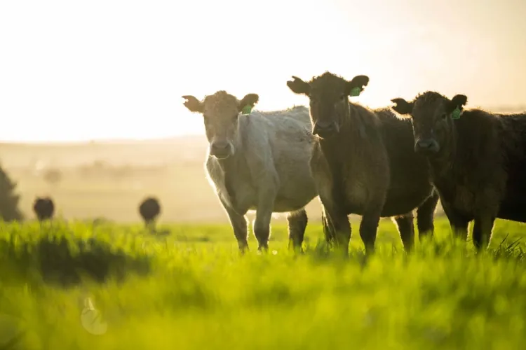 Denuncian Nuevos Impuestos Ilegales Impuestos por Municipios: ARP Pide Intervención de la Corte Suprema