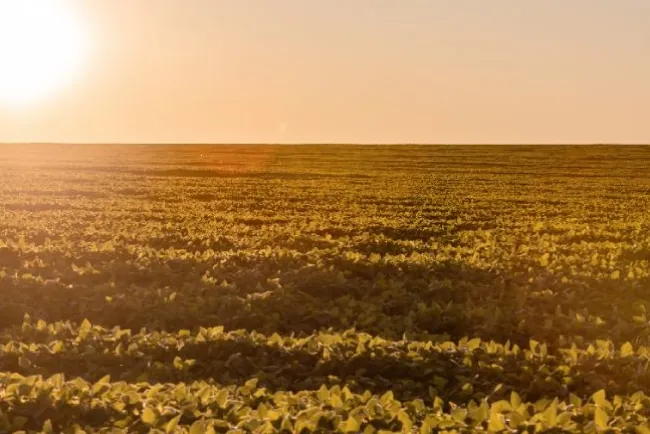 Tratamiento Industrial de Semillas de Soja: La Clave para Máxima Productividad y Protección