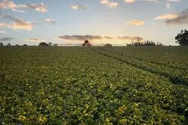 Agricultura en el Chaco: Un Crecimiento Estratégico que Complementa la Ganadería