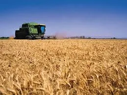 Paraguay: Hacia la Industrialización Total de su Trigo con Cosecha Récord de 1,4 Millones de Toneladas