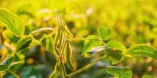 Optimismo en el Sector Oleaginoso Paraguayo ante una Prometedora Campaña Agrícola