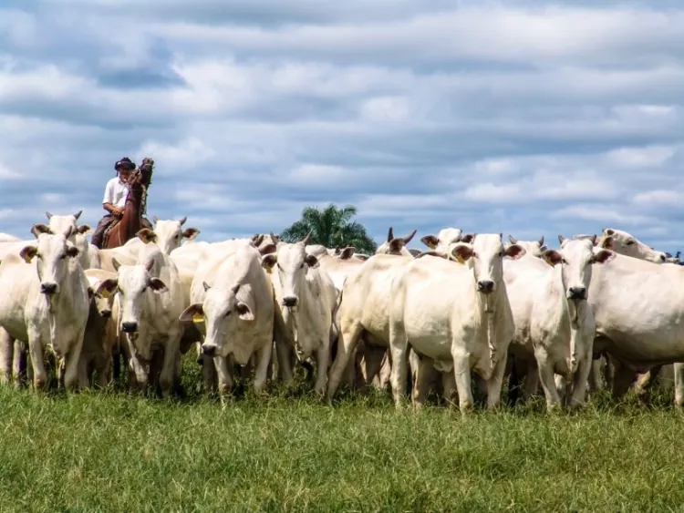 Paraguay Reafirma su Estatus de País de Bajo Riesgo en "Vaca Loca" con Reconocimiento de la OMSA