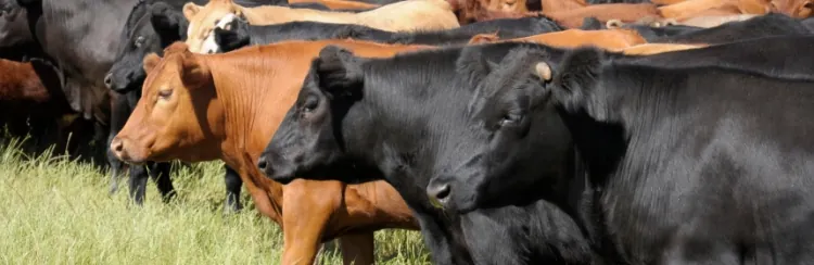 Ganadería Regenerativa: Clave para un Futuro Sostenible y Resiliente en el Campo Mexicano