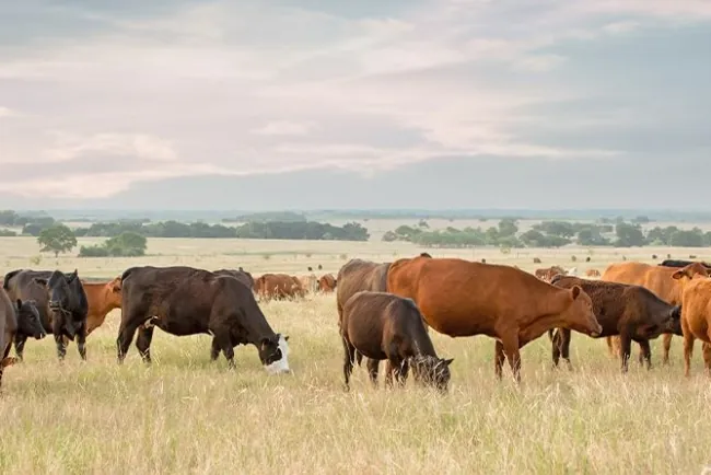 Grave Sequía en el Chaco Paraguayo Obliga a Ganaderos a Trasladar Miles de Animales