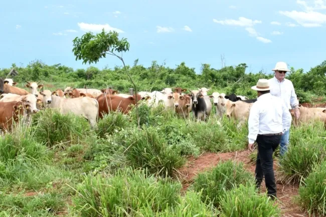Ganaderos Celebran Precios Justos, Pero Piden Estabilidad en el Mercado