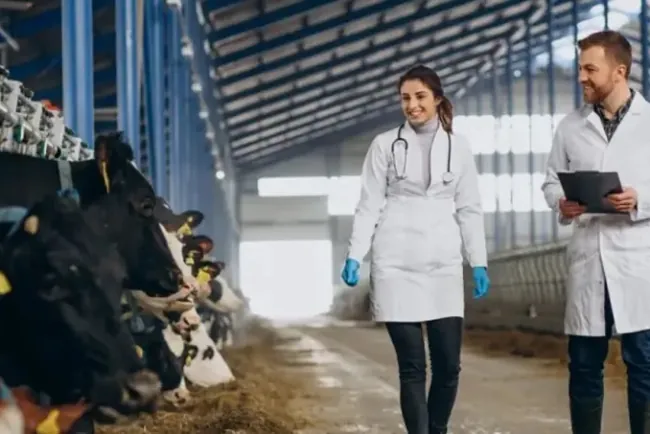 Genética bovina paraguaya en ascenso: exportaciones récord y nuevos mercados en negociación