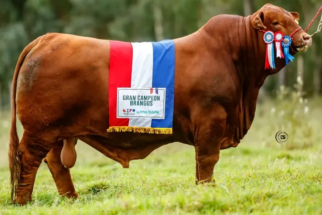 Don Ángel, el toro Brangus de Paraguay que conquista el mundo