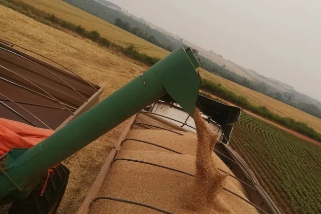 Exportaciones de Trigo Paraguayo: Mayor Precio Internacional Compensa Caída en Volumen y Genera USD 10,3 Millones en Ingresos