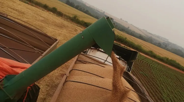 Exportaciones de Trigo Paraguayo: Mayor Precio Internacional Compensa Caída en Volumen y Genera USD 10,3 Millones en Ingresos