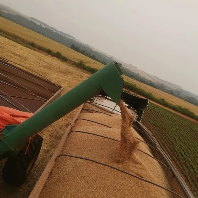 Exportaciones de Trigo Paraguayo: Mayor Precio Internacional Compensa Caída en Volumen y Genera USD 10,3 Millones en Ingresos